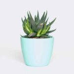 plant6 free img 300x300.jpg